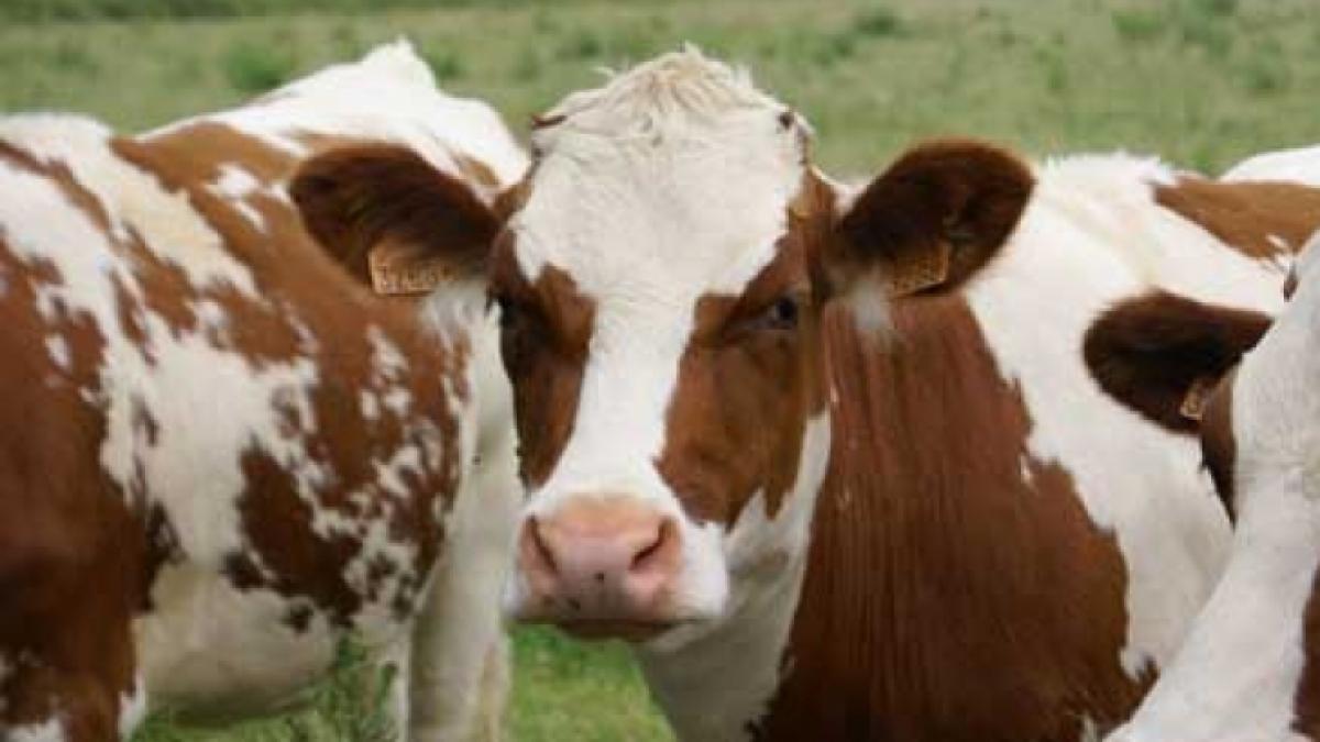 INS: România a exportat animale vii în valoare de 74,1 de milioane euro, în primul trimestru din acest an 