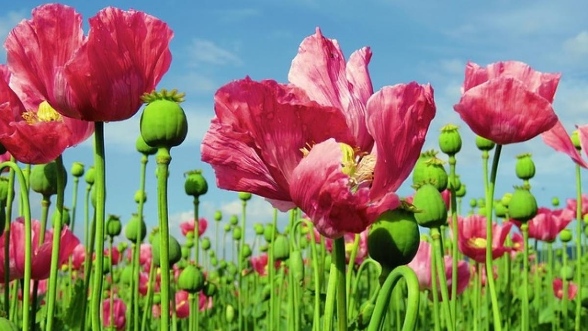 Avertisment: Producţie mondiala record de opium şi cocaină