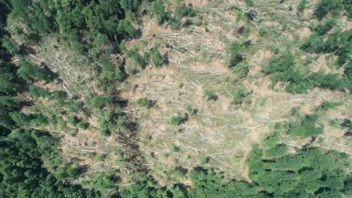 video furtunile din ultima perioada au pus la pamant 1000 de ha de padure in valcea