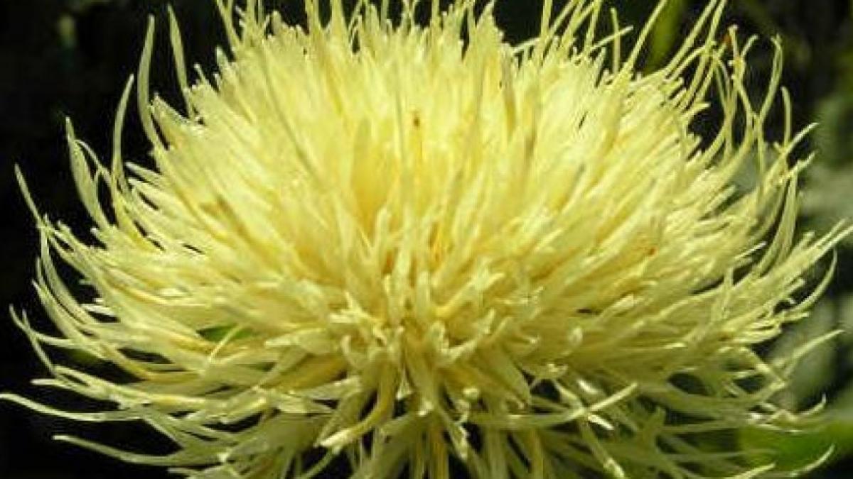 O plantă rara în România, identificată în Kazahstan