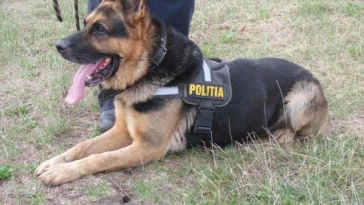 Autorul unui furt din casa unor bătrâni, descoperit cu ajutorul unui câine poliţist