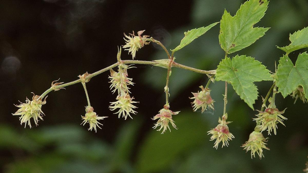 Plantele care te ajuta sa lupti impotriva stresului