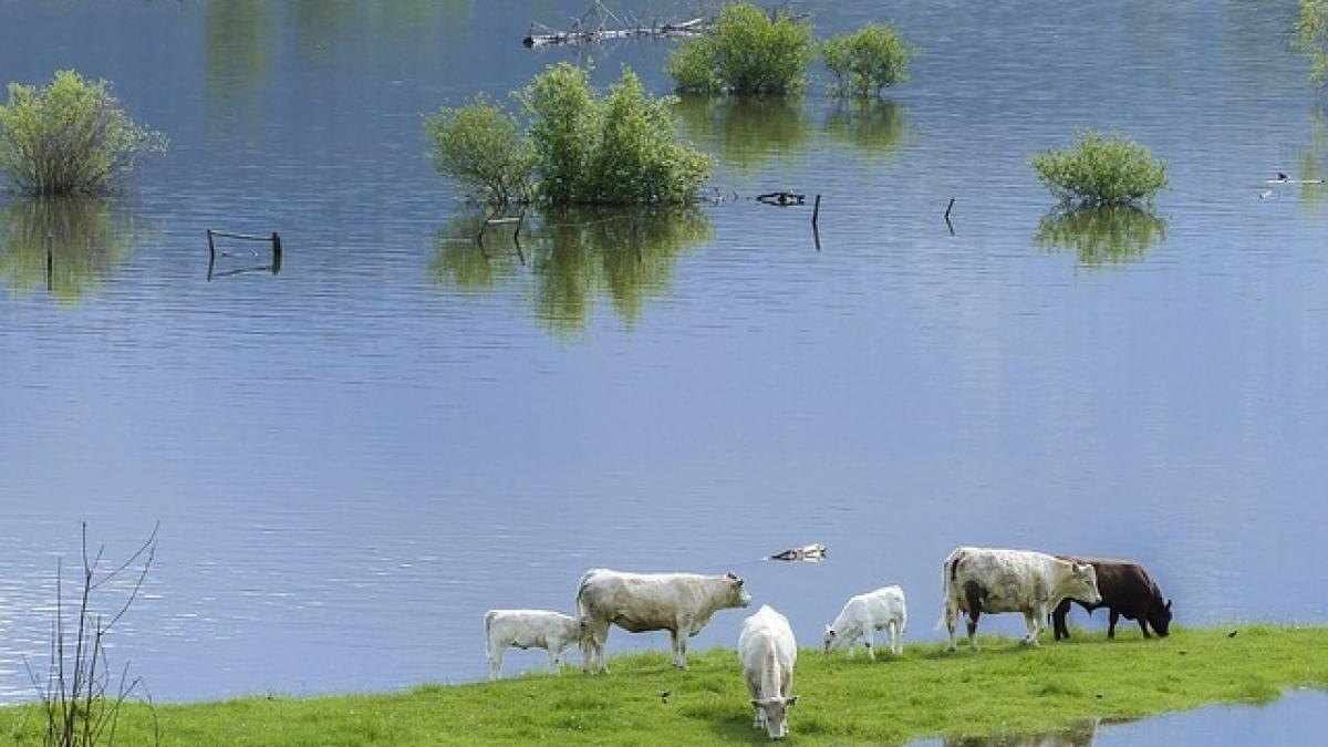 Maramureş: Pagubele provocate de Inundaţii estimate la circa 4 milioane lei