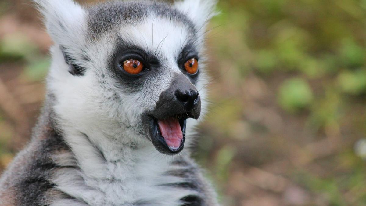 Majoritatea speciilor de lemuri sunt pe cale de dispariţie