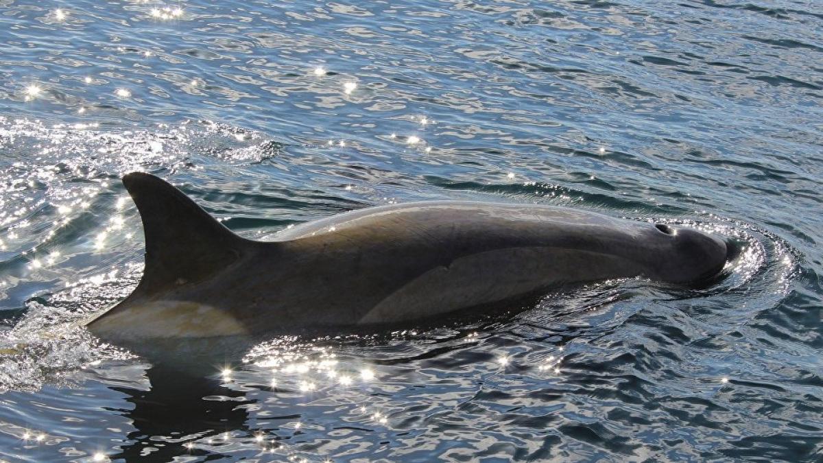 video amuzant cum o orca s a jucat cu un iaht