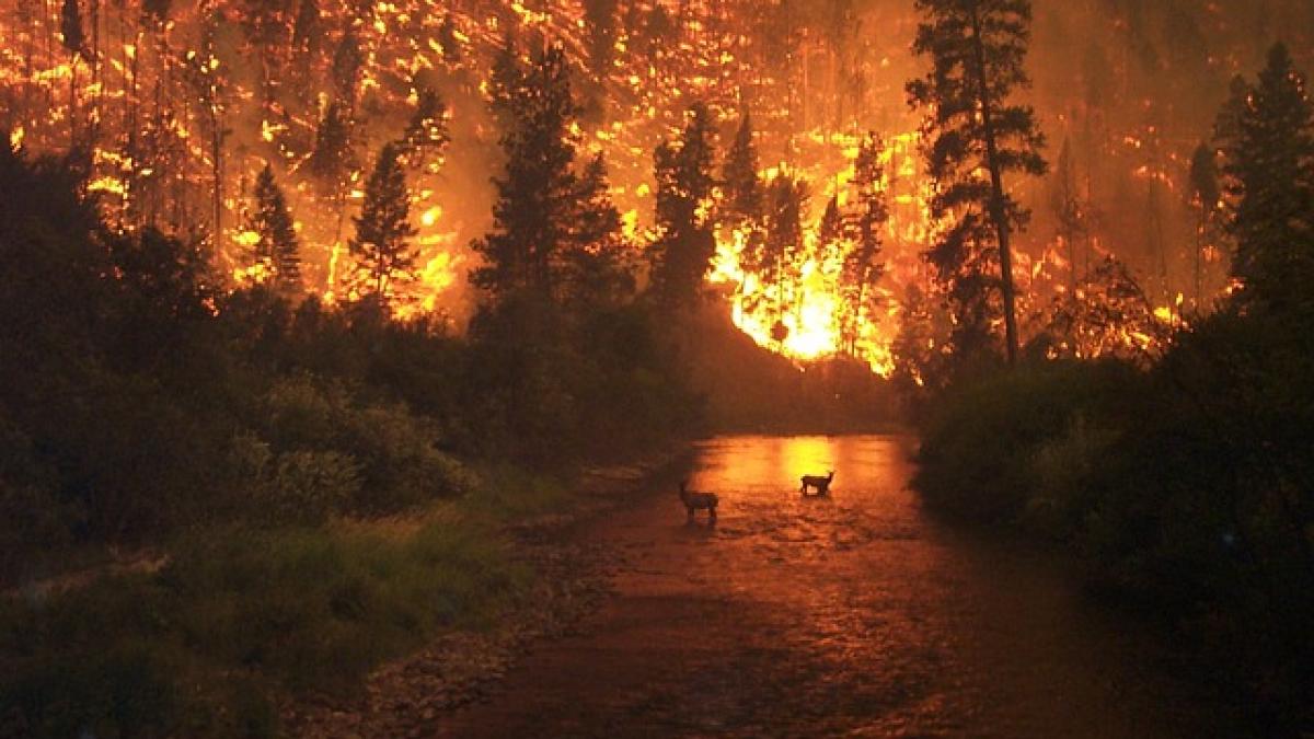 Încălzirea globală aprinde pădurile peste tot in lume!