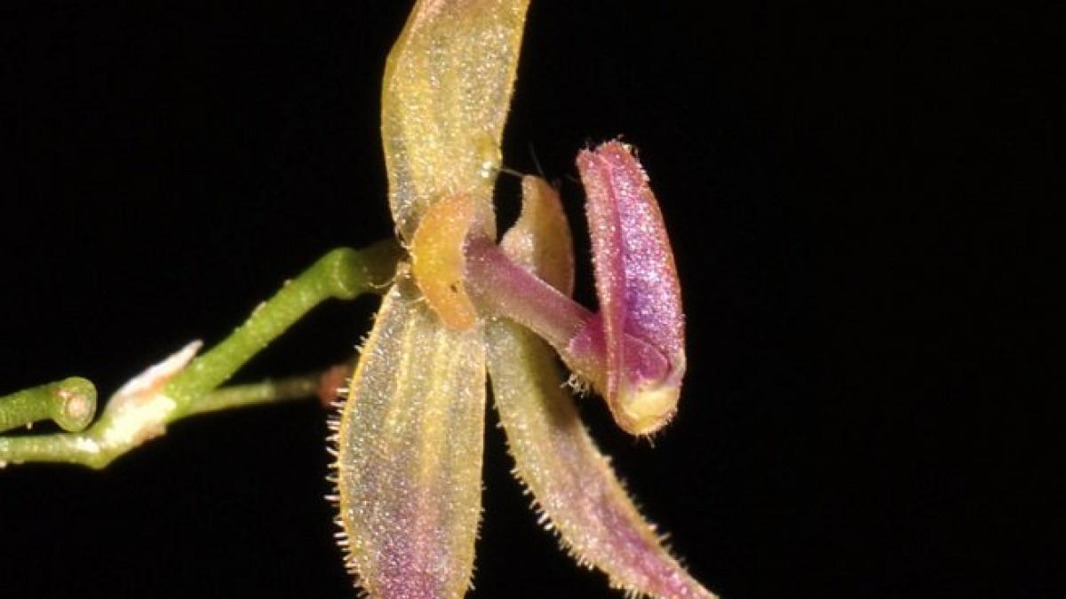 Cercetătorii au descoperit o nouă specie de orhidee