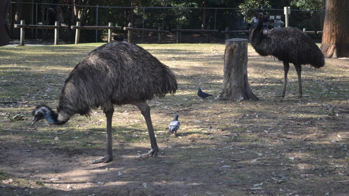 FOTO + VIDEO. Oraş din Australia, invadat de Emu 