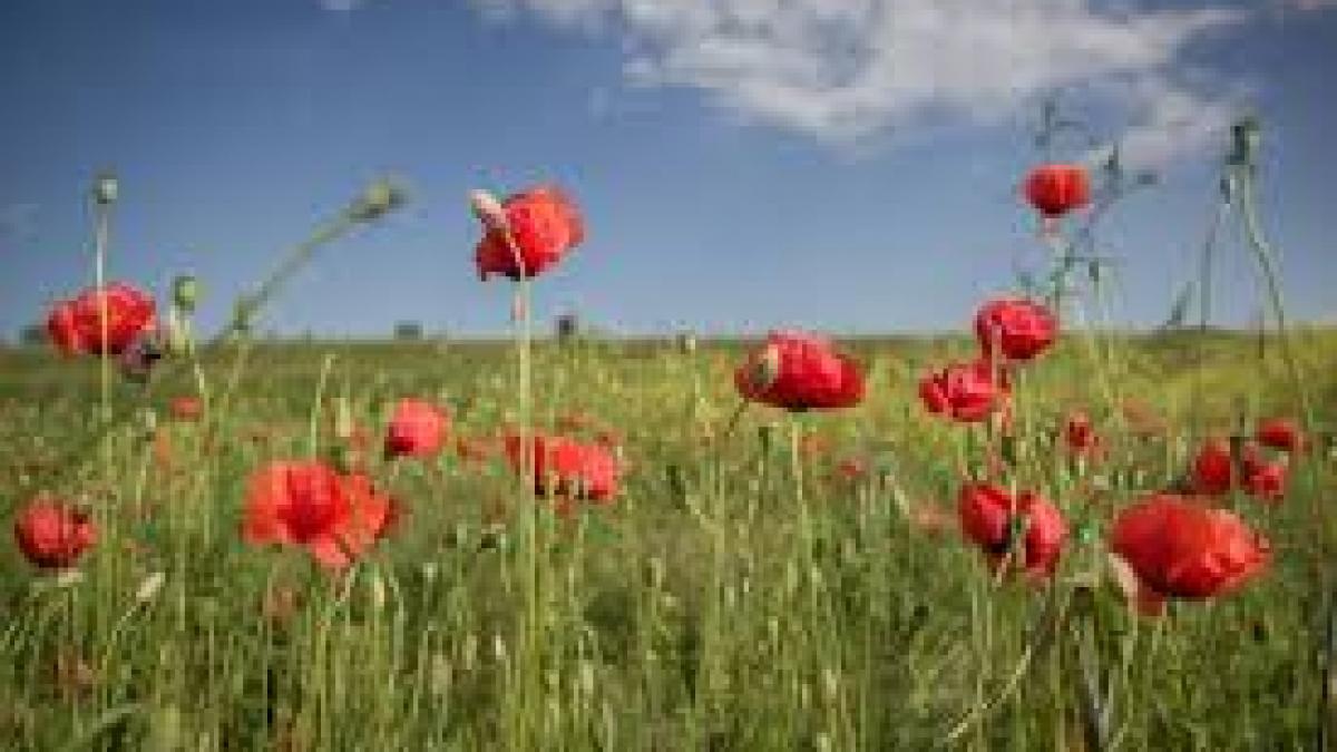 Prognoză ANM: Vreme călduroasă în următoarele două săptămâni