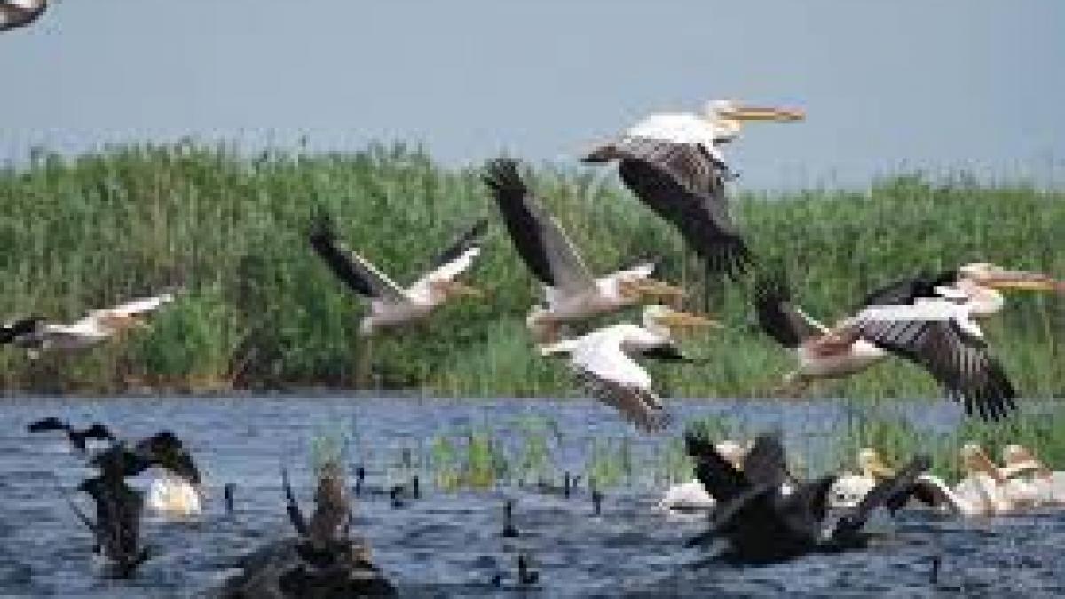 Numărul de turişti în Delta Dunării s-ar putea dubla în acest an