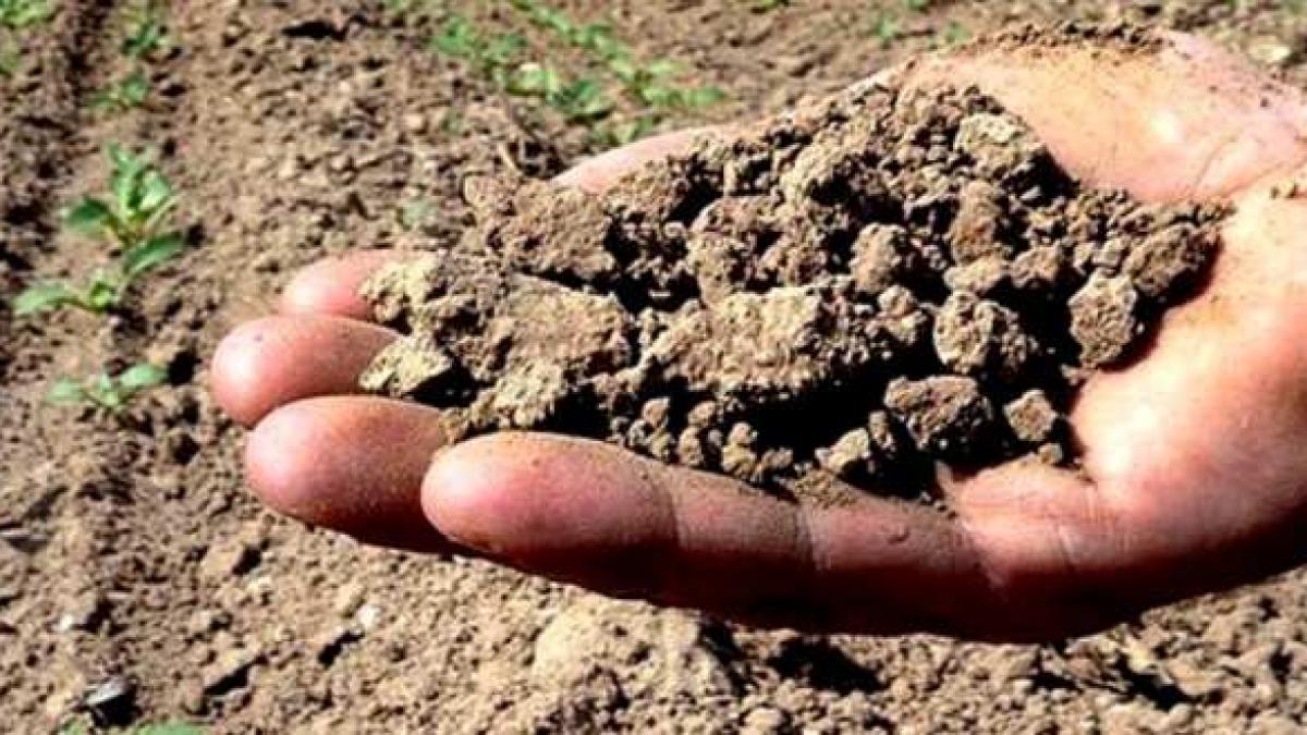 Galaţi: Aproape jumătate din suprafaţa agricolă a judeţului a fost declarată calamitată de către fermieri