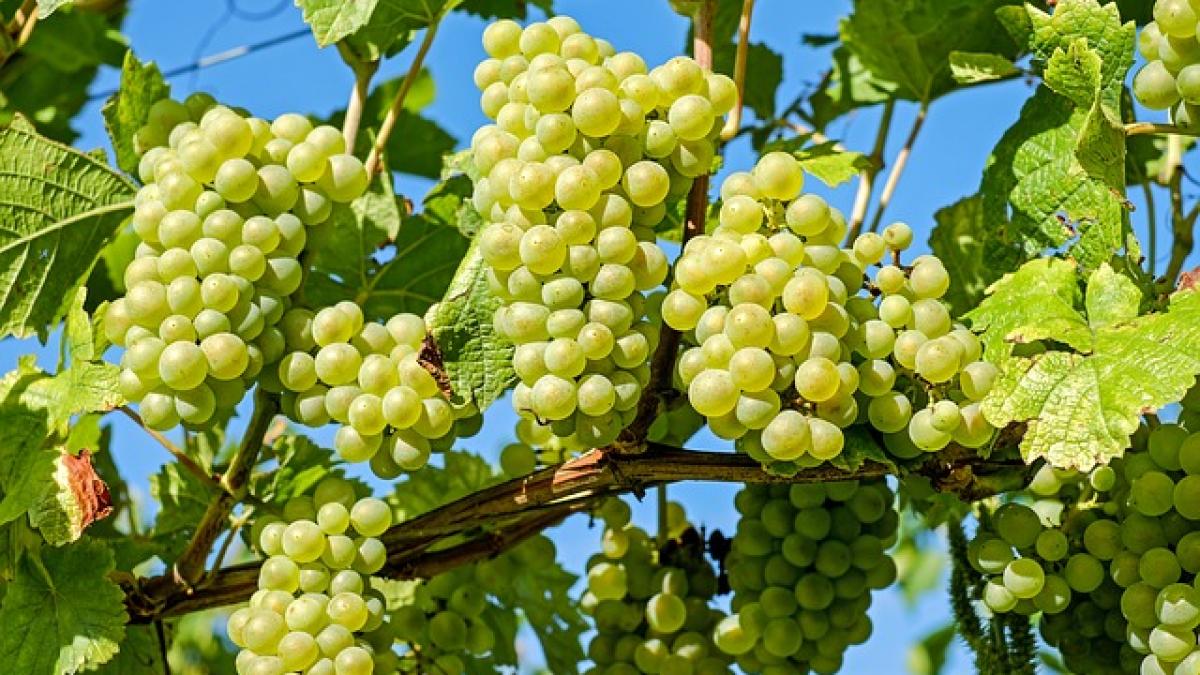Producătorii francezi de şampanie isi freaca mainile de bucurie