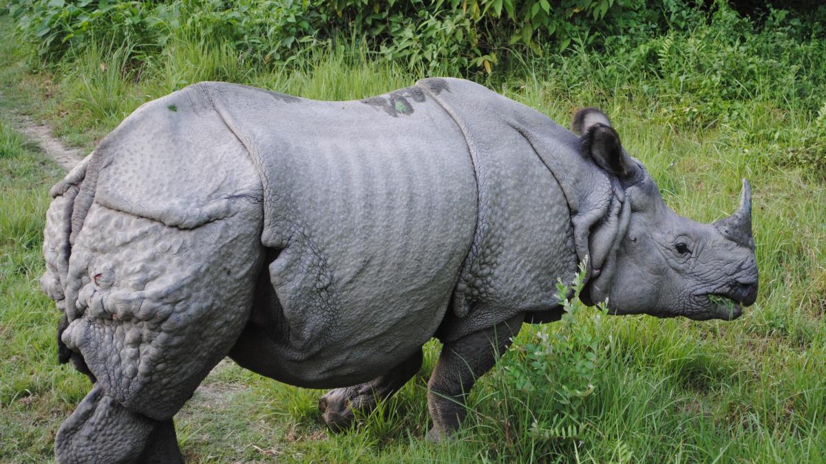 Patru rinoceri dintr-o specie rară au murit în Nepal
