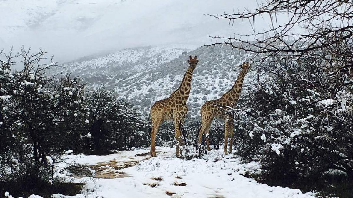 video foto animalele de savana din africa de sud au avut parte de zapada