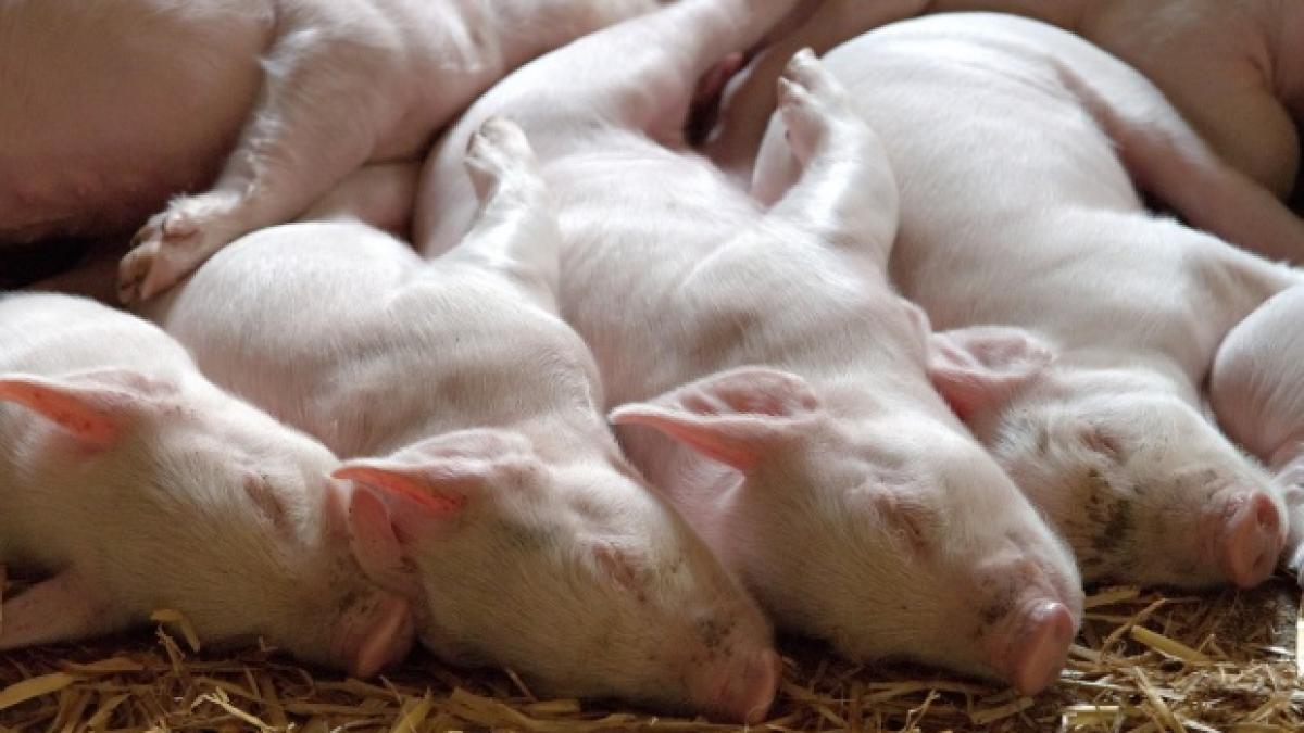 A început eutanasierea porcilor în focarul de pestă africană de la Rogojeni