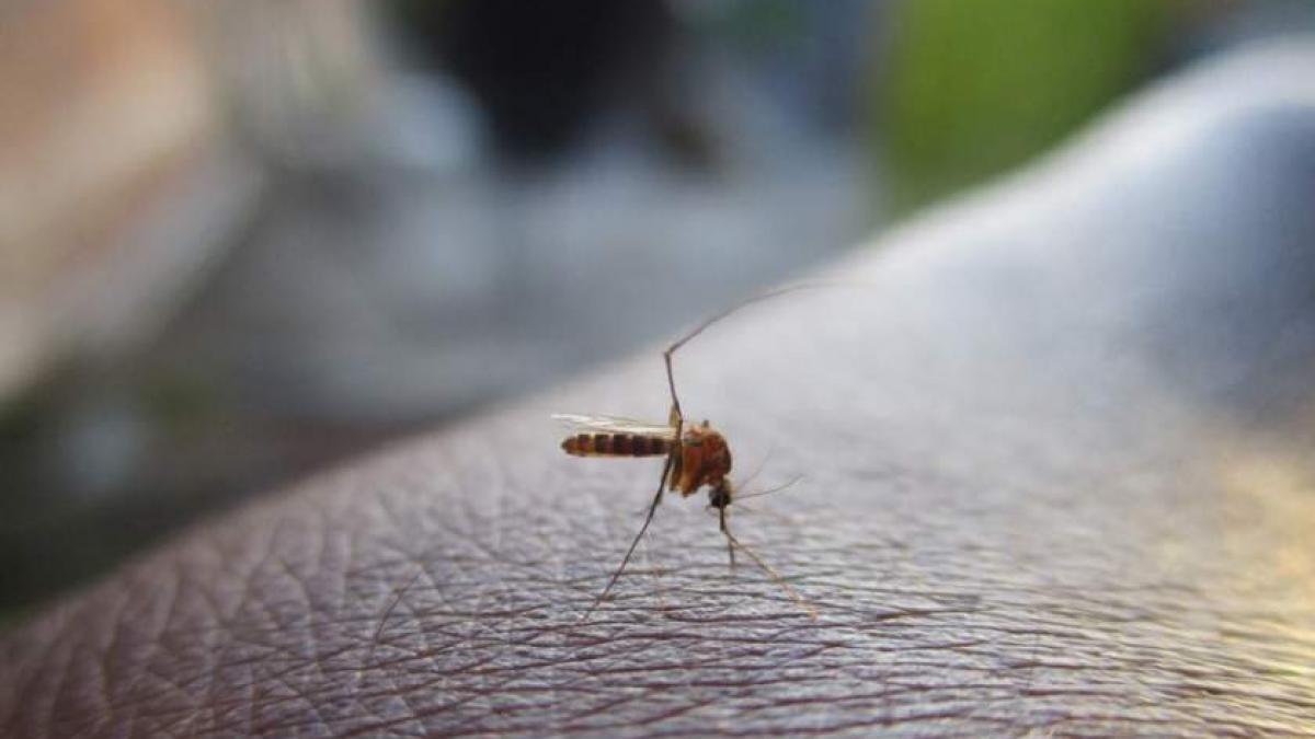 Alertă în Neamţ!  O femeie de 64 ani infectată cu virusul West Nile