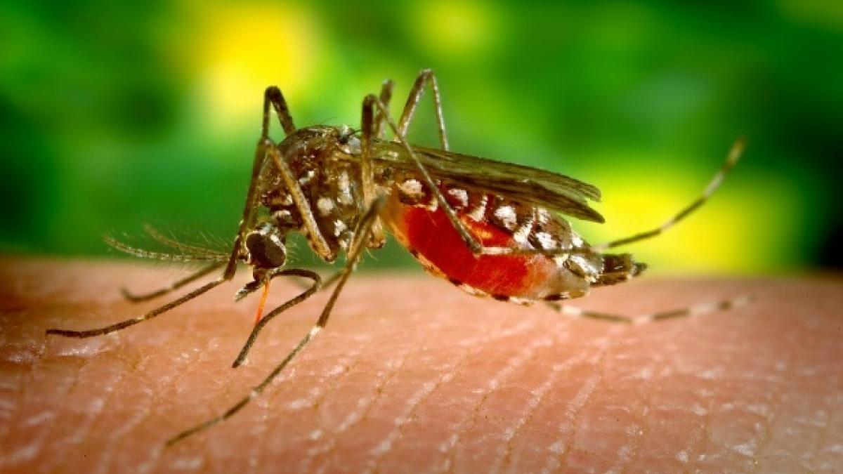 Un vârstnic din Alba este în stare gravă, din cauza virusului West Nile