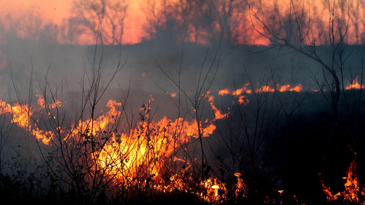 Incendiu de vegetație în Germania