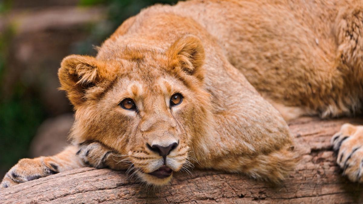 Realizarea unui recensământ al felinelor dinr-un parc național indian, după a 13 lei asiatici