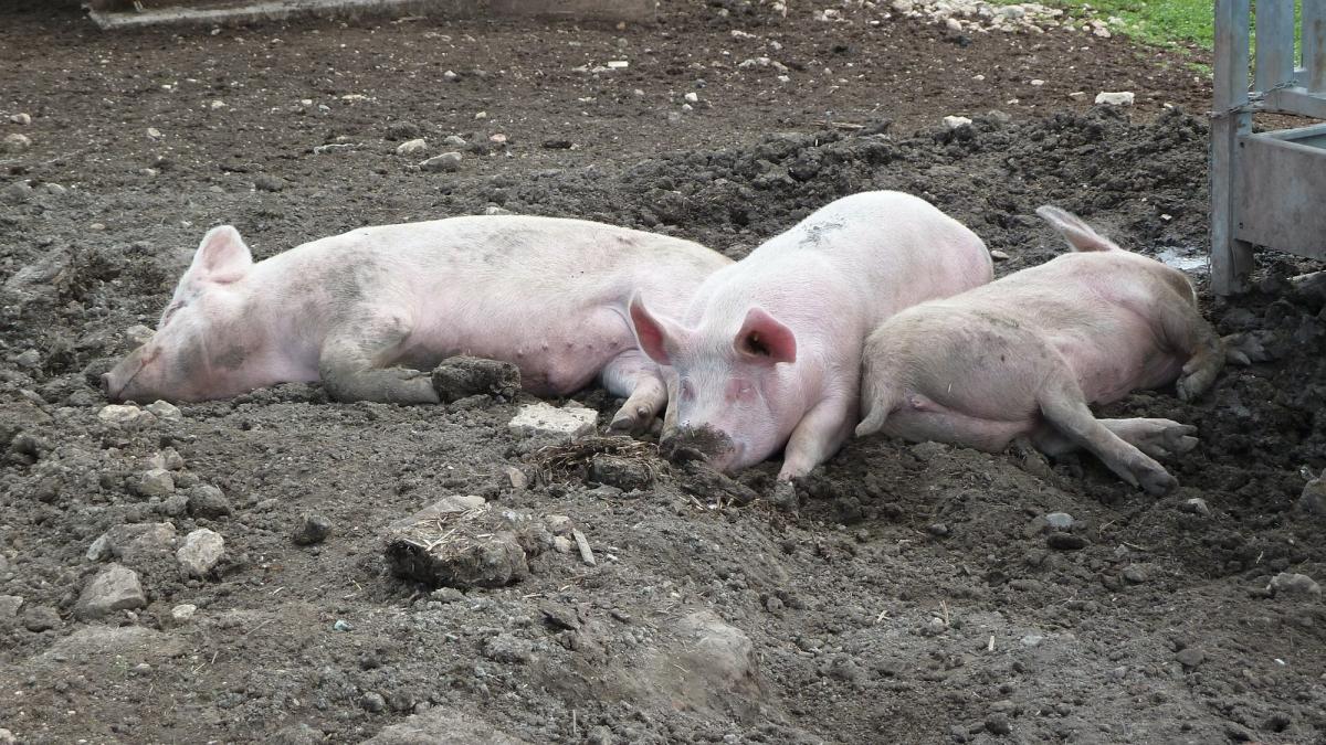 Tot mai multe cadavre de porci pe Dunăre
