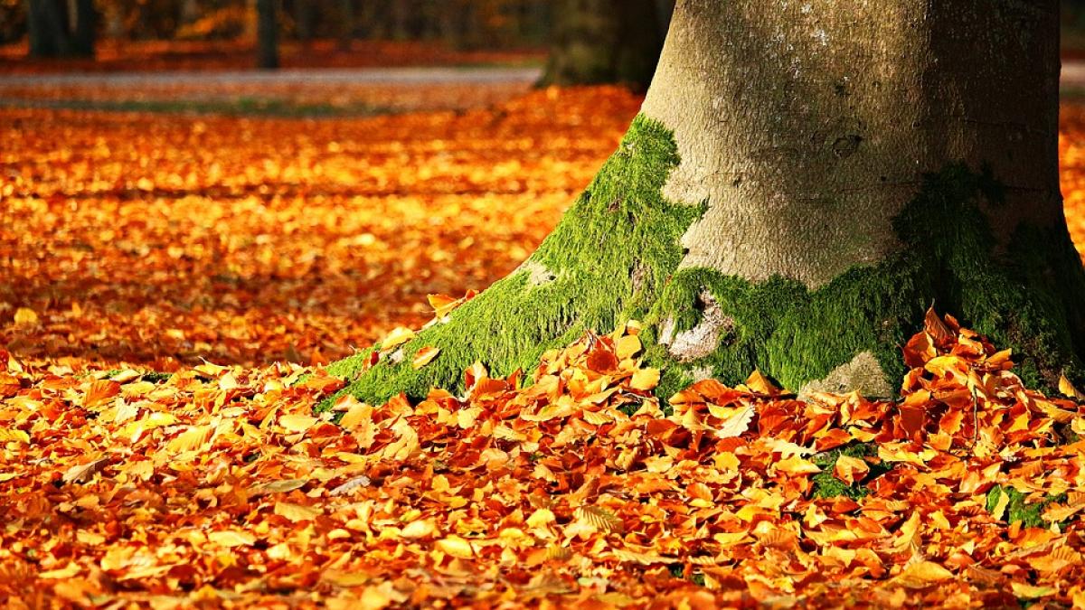 Prognoza METEO. Meteorologii au anunțat când se încălzește vremea