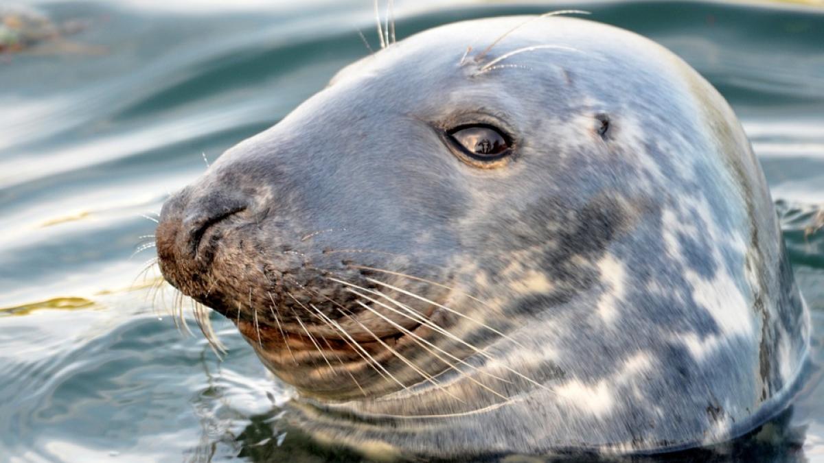 video plesnit peste fata cu o caracatita de o foca