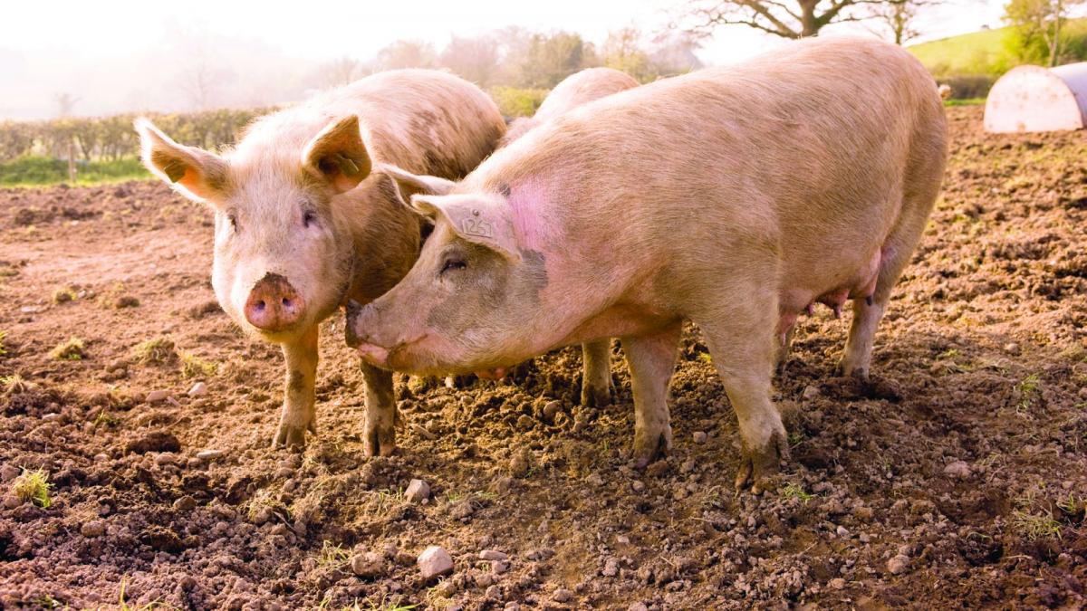 Focar de pestă porcină africană la periferia municipiului Galați