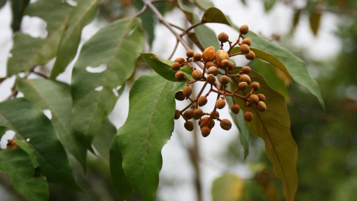 Planta amazoniană care ar putea trata cancerul hepatic