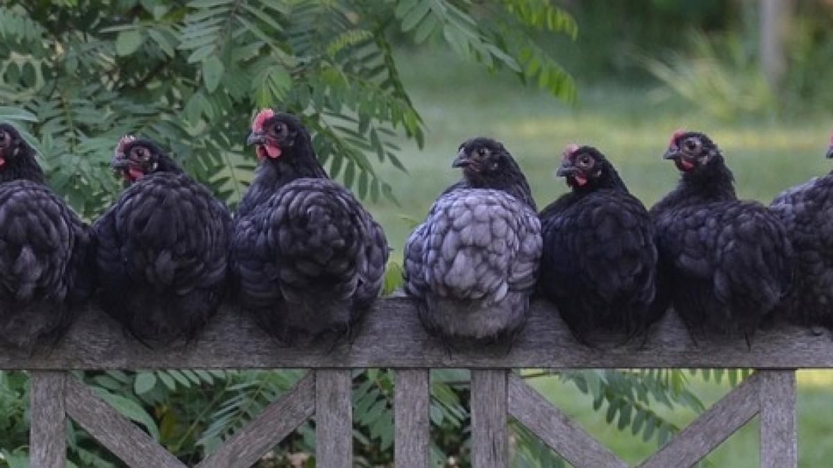 Focar de gripă aviară la o fermă din sudul Bulgariei