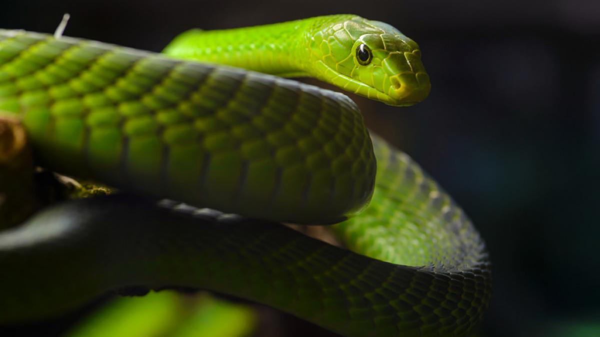 Un șarpe mamba veninos a creat panică într-un cartier din Praga