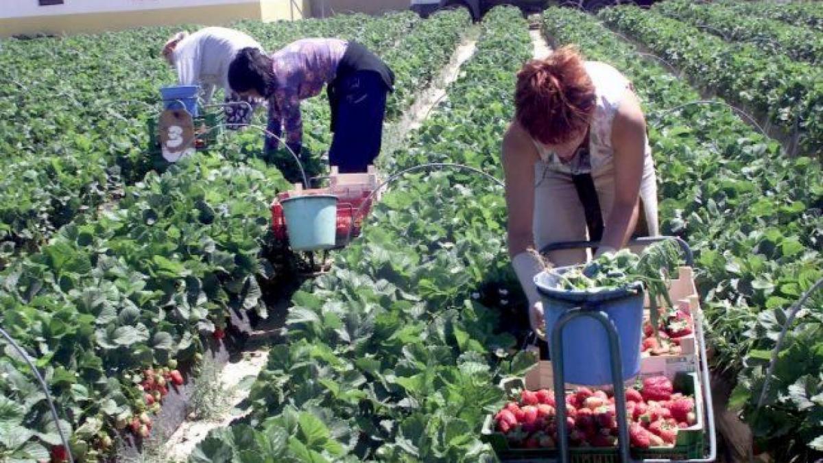 Români au la dispoziţie peste 2.000 de locuri de muncă în străinătate prin Eures România