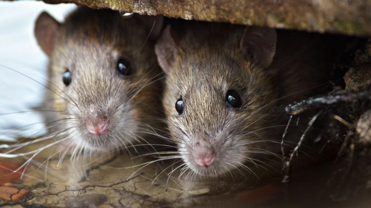 Şoareci născuţi din două mame, creaţi în laborator de cercetătorii din China