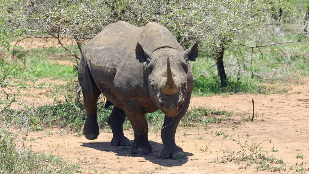 Vietnam. Captură de 32 de kilograme de coarne de rinocer provenind din Africa de Sud