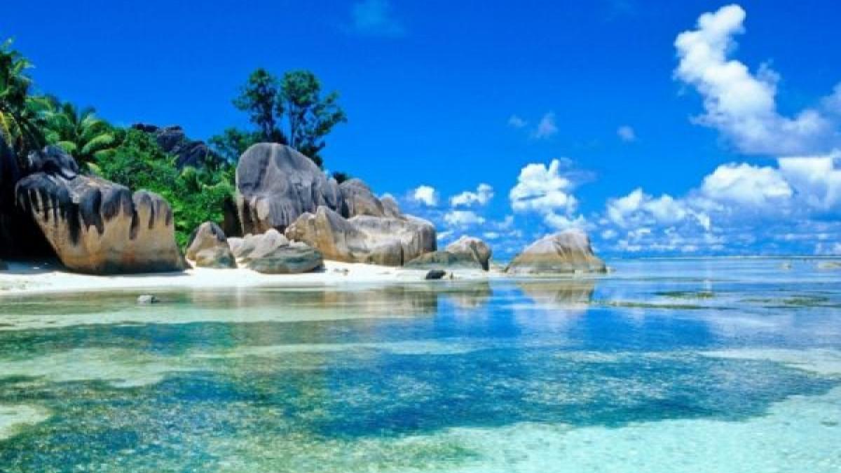 În mările tropicale trăiește o ființă NEMURITOARE. Află cum se numește și tot ce trebuie să știi despre ea