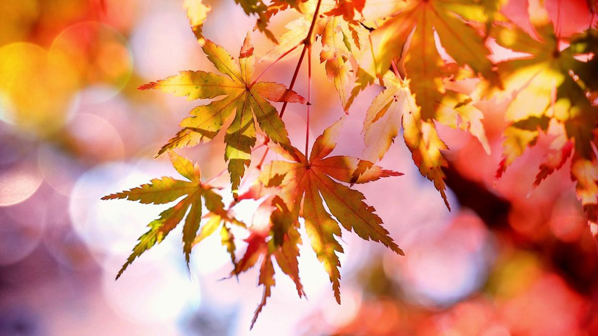 Prognoza METEO pentru 23, 24, 25 şi 26 octombrie: Cer noros