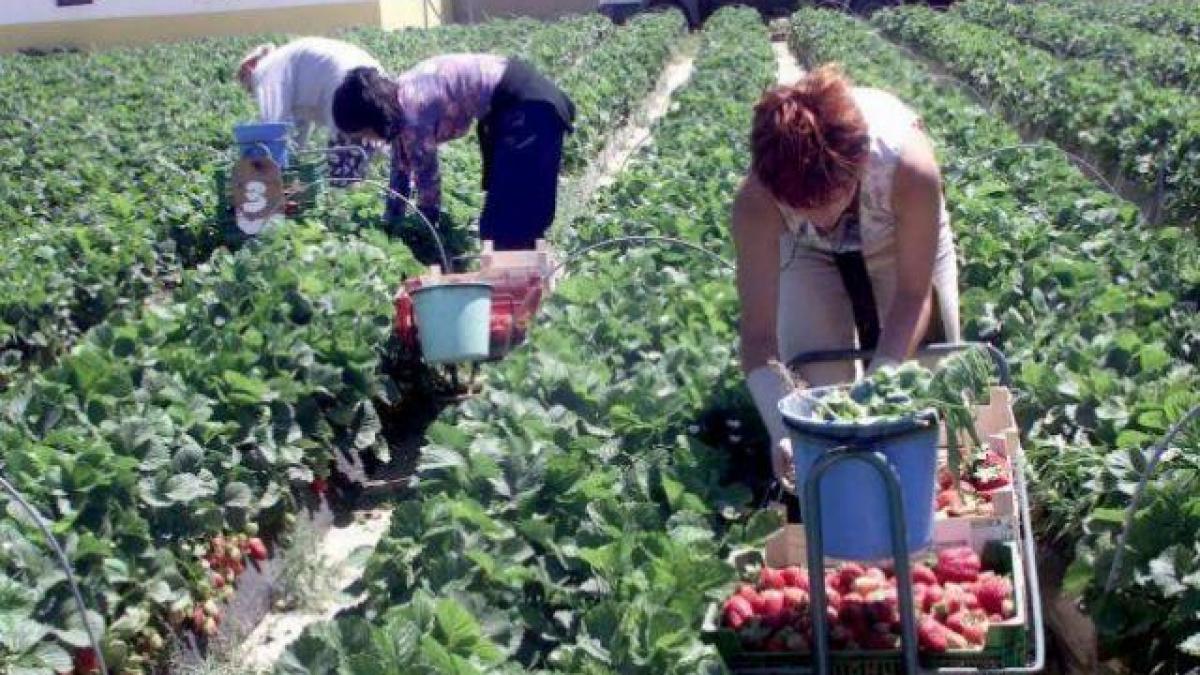 Veşti excelente pentru românii care doresc să muncească în străinătate
