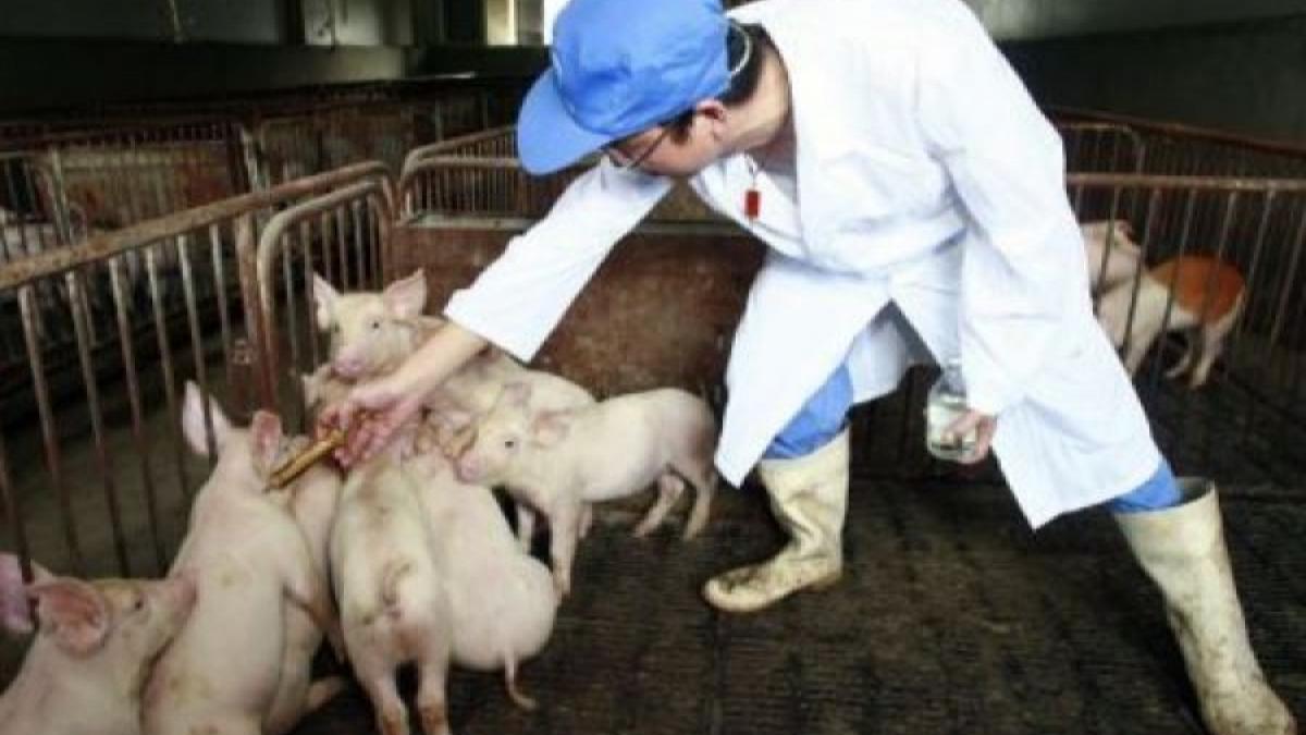 Alertă în Argeş! Suspiciuni de pestă porcină africană într-o localitate din sudul judeţului