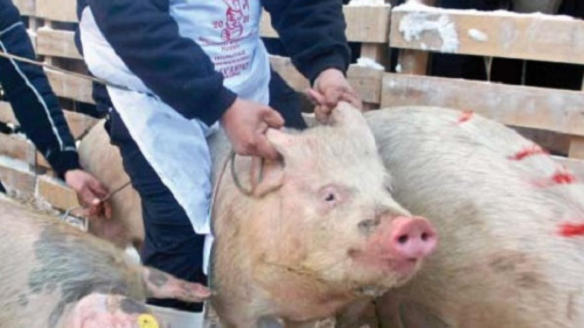 Au fost stabilite măsurile de control şi combatere a pestei porcine după confirmarea primului focar din |Argeș