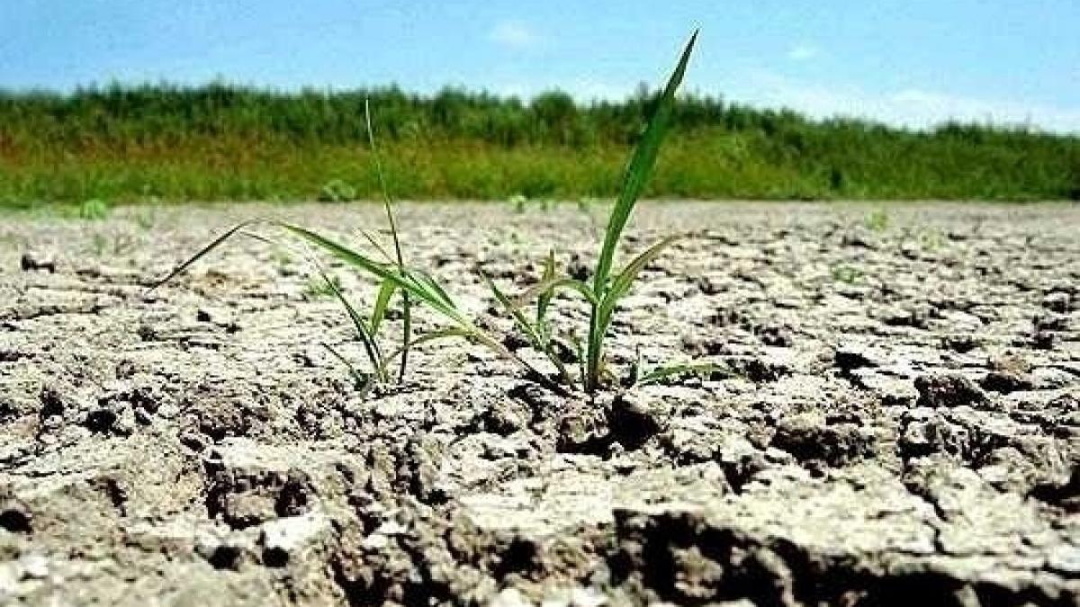 Situație alarmantă în Vrancea: Seceta a afectat peste şapte mii de hectare de teren agricol din judeţ