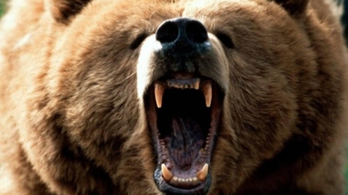 Panică într-o localitate din Argeș! Ursul le mănâncă oamenilor animalele din gospodărie