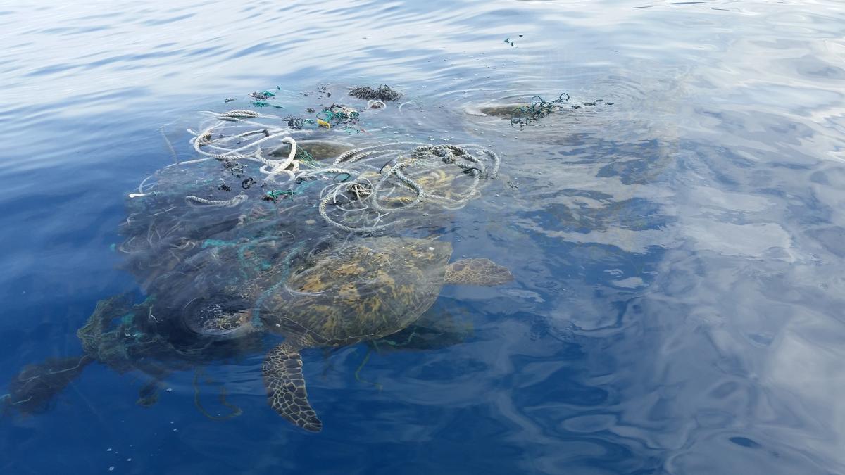 Poluarea cu plastic a contaminat chiar și cele mai adânci zone de pe planetă