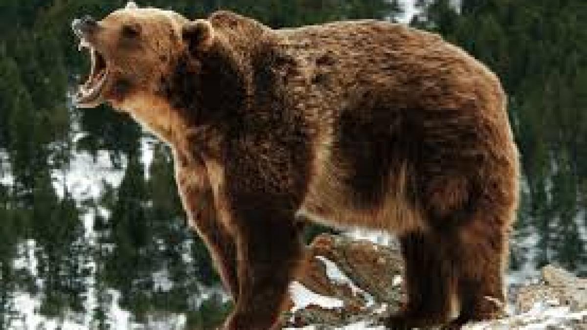 Un bărbat a fost atacat de un urs pe o păşune din Sibiu