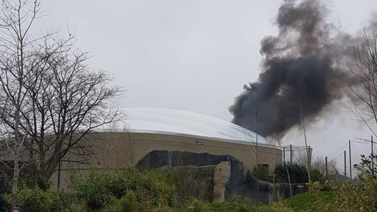 Incendiu la o grădină zoologică din Marea Britanie 