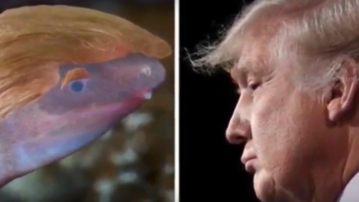 Un amfibian orb, care își îngroapă capul în nisip, a fost numit după Donald Trump