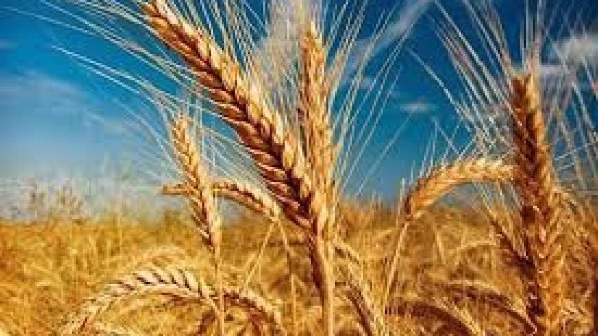 Egiptul a importat 60.000 de tone de grâu din România