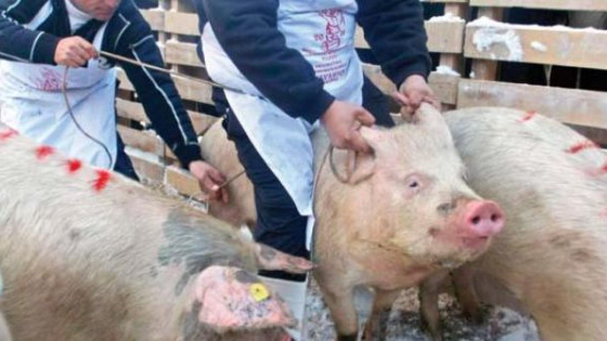 Un nou focar de pestă porcină în Vrancea