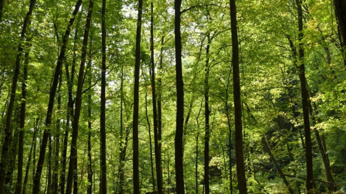 Peste 100 de milioane de euro, pentru împăduriri, în 2019 