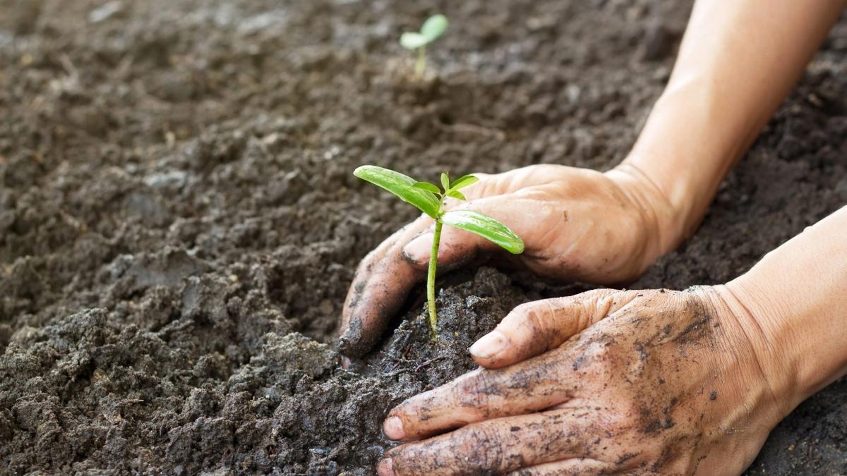 Mâncarea bio, prea scumpă pentru portofelul românilor
