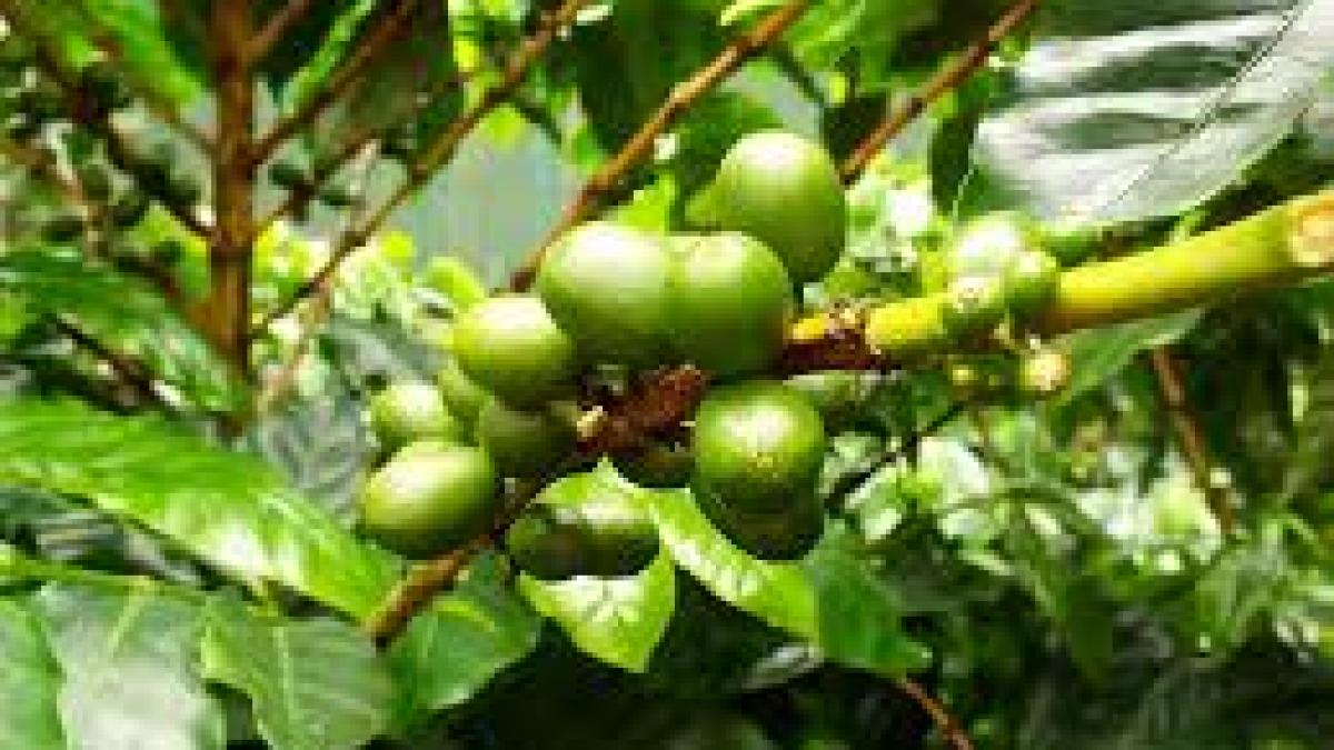 Peste jumătate dintre speciile sălbatice de cafea, amenințate cu dispariția