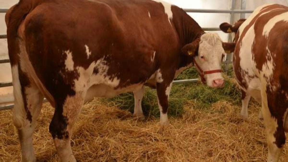 România a exportat animale vii în valoare de 325,4 de milioane euro, în primele 10 luni din 2018